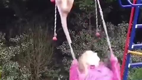 "Impossible Not to Laugh! 😂 Cutest and Funniest Animal Moments Caught on Camera"