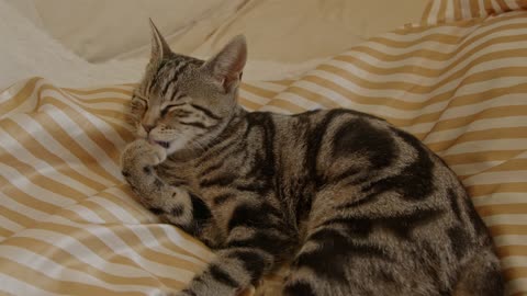 Cute Animal Ep89