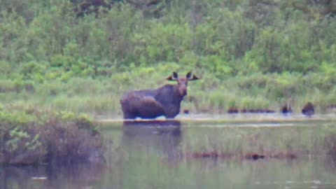 Bull Moose