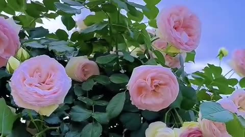All videos