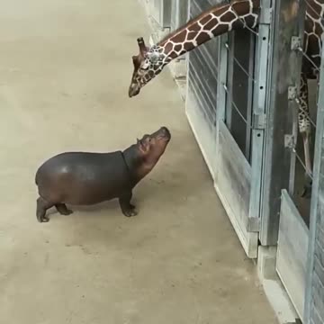 Baby hippo making friends with a giraffe.. 😊