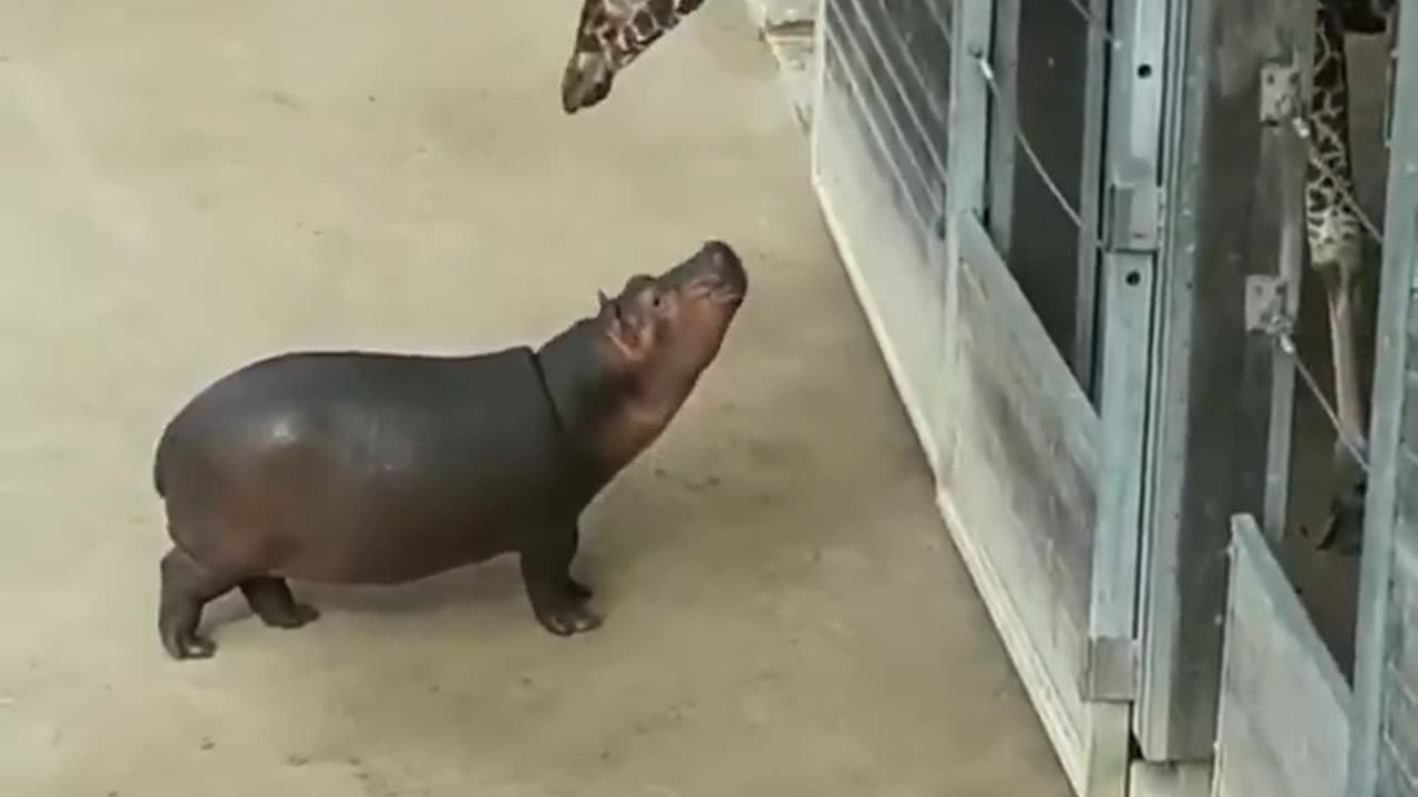 Baby hippo making friends with a giraffe.. 😊