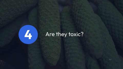 Monstera Plant Toxicity