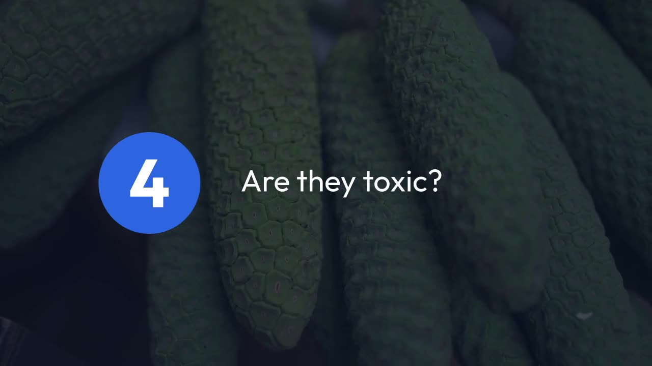 Monstera Plant Toxicity