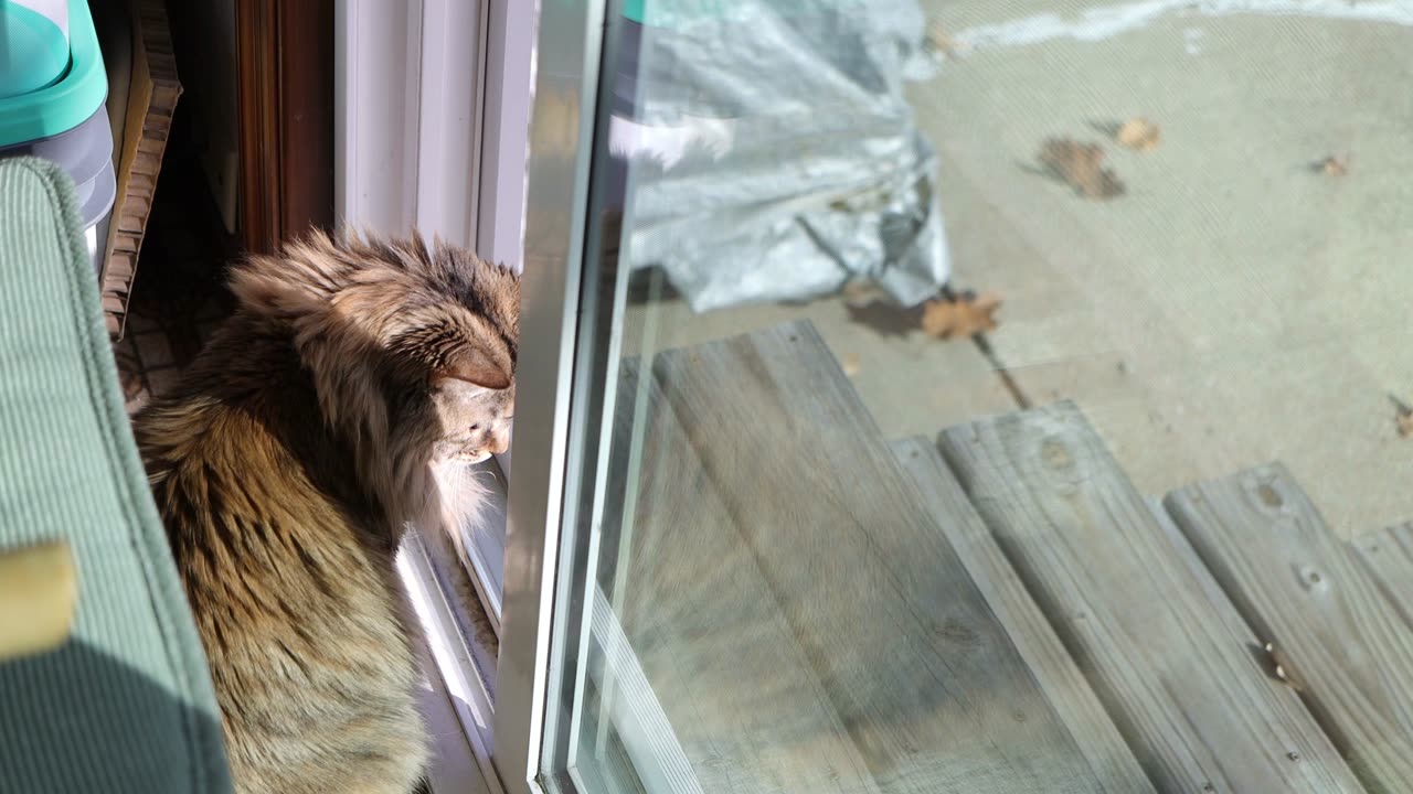 Leia Watching Leaves Blow Around
