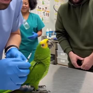 A Parrot Said,"It's A Tiny Vaccine." (CC)