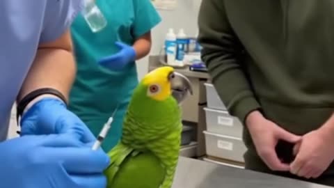 A Parrot Said,"It's A Tiny Vaccine." (CC)