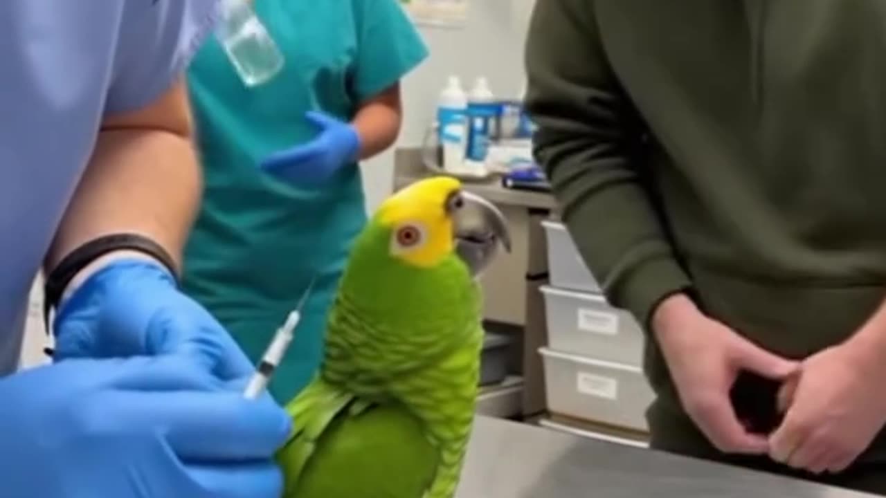 A Parrot Said,"It's A Tiny Vaccine." (CC)