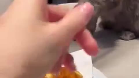 Caught in the Act: Cat Tries to Steal Our Food! 🍽️😼 #shorts