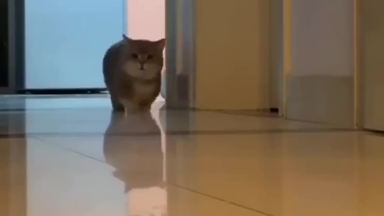 Cut cat