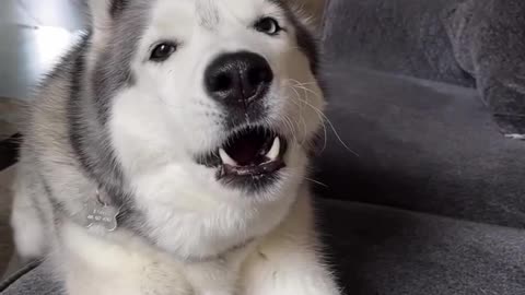 Cute dog reaction 🥰🐕