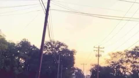 Chickens don't like tik tok videos 😌