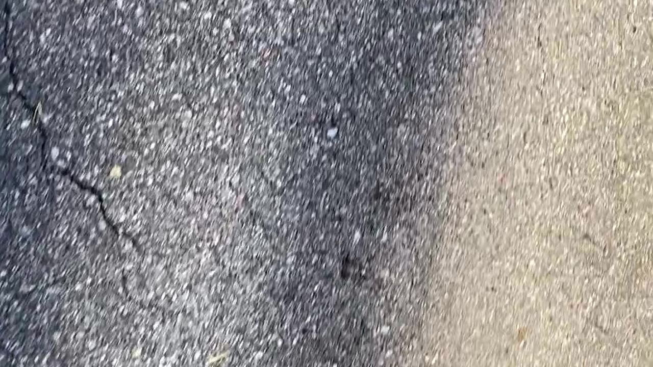 Strange bird barley moving