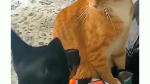 Funny Animals