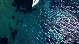 Croatian scientists fight to protect Posidonia seagrass