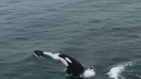 Whales & Dolphins of Persian Sea & Indian Ocean