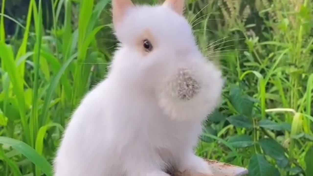 #animal#funny#playfull#funmedia