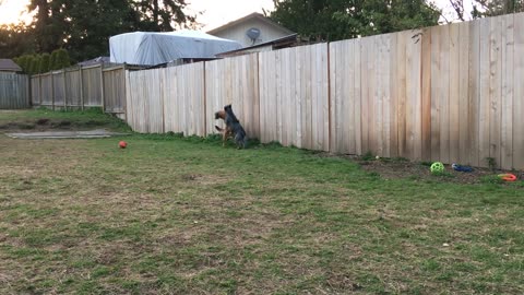 backyard wrastlin 2908230984230983473