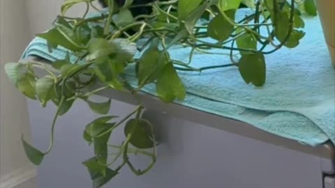 Cute Precious Piper Finds the Plant in Her Spa - My Adopted Shelter Cat Vlog #shorts