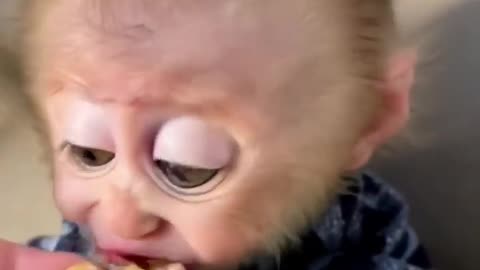 Baby Monkey Tries His First Snack… And Can’t Handle the Cuteness!
