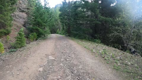 Bigfoot Evidence - a mile of bigfoot tree pushovers in forest road spring