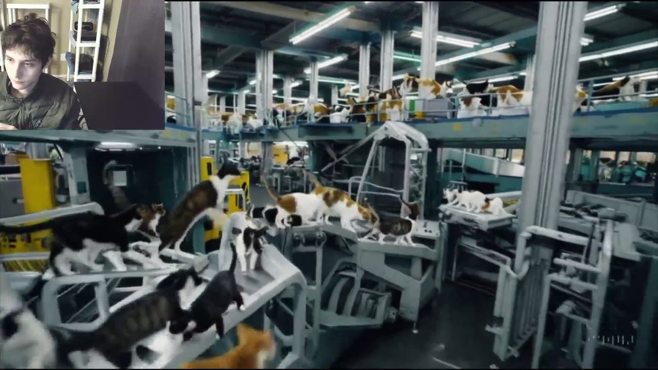 Over 20 Cats Roam Around A Factory Fake Funny Parody Video With Live Commentary