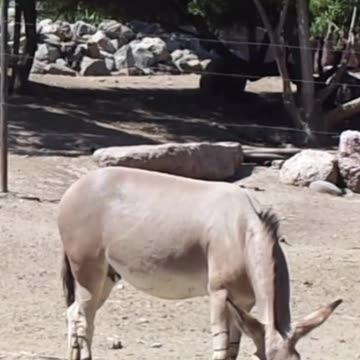 Somali donkey