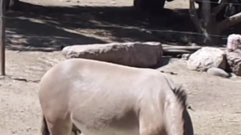 Somali donkey