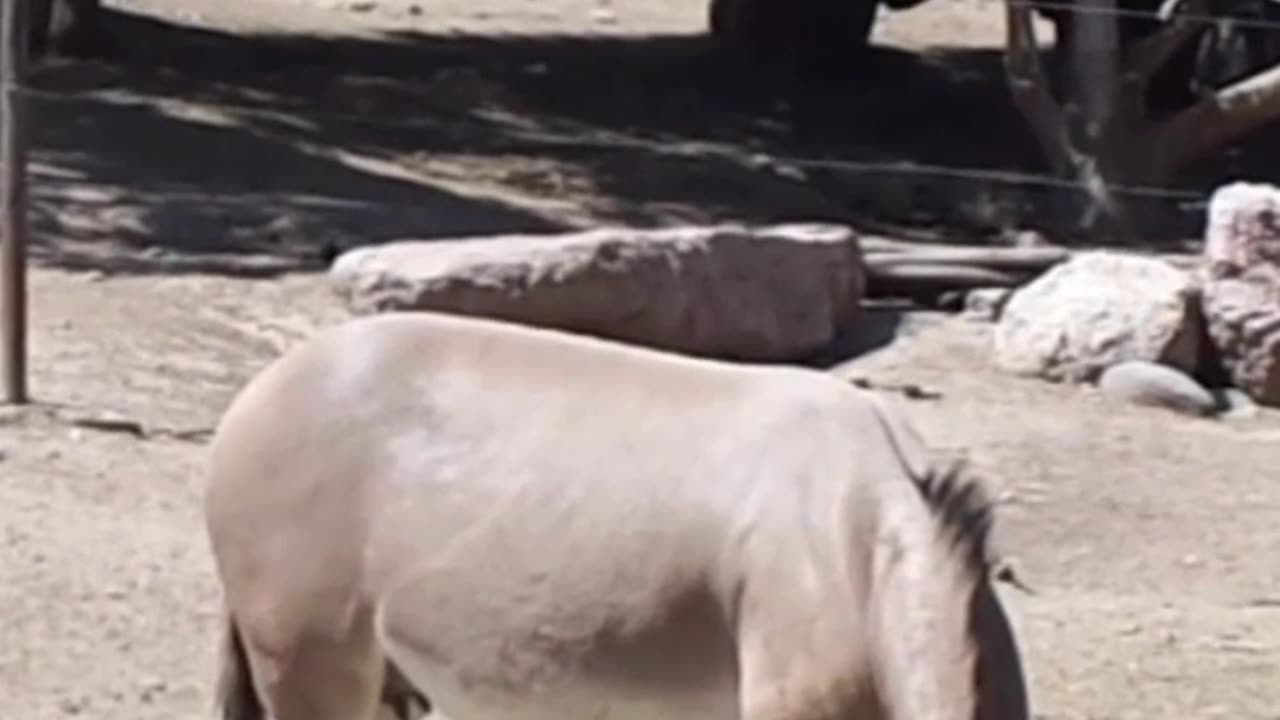 Somali donkey