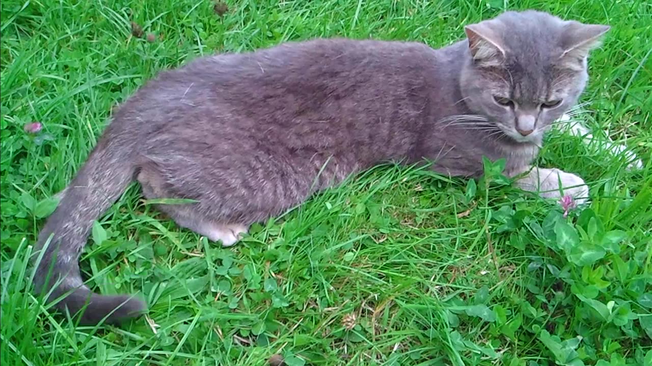 A cat lies on a green lawn in a garden and wags its tail