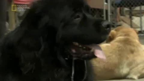 CESAR MILLAN - ZAKLINACZ PSÓW 13 dokument pl