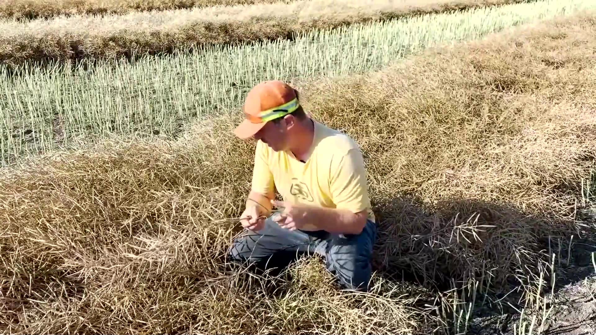 The unexpected upside of Canada’s wildfires