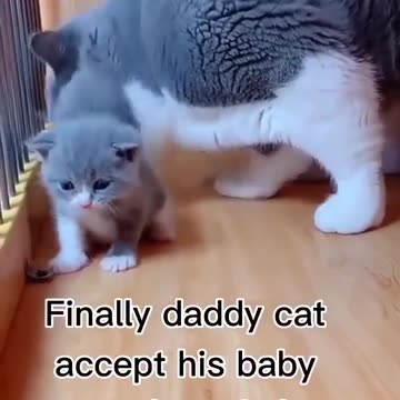 Dad Cat and his Kitten