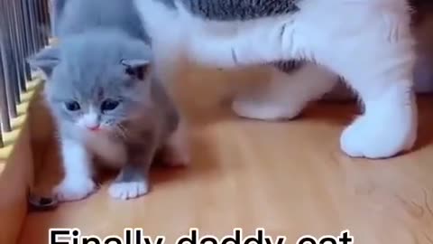 Dad Cat and his Kitten