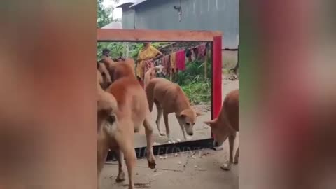 Funny dogs ##