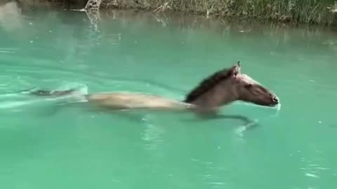 Gliding Through Nature’s Mirror 🌊🐎