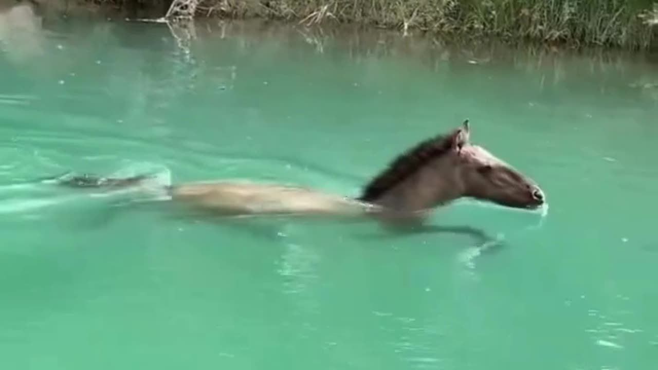 Gliding Through Natureβs Mirror ππ
