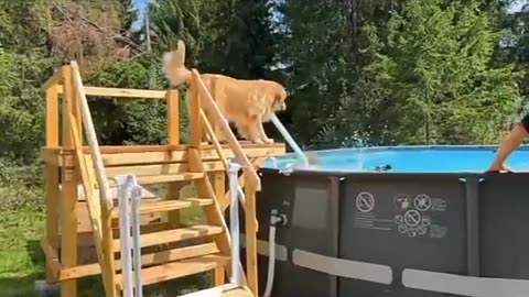 Dogs