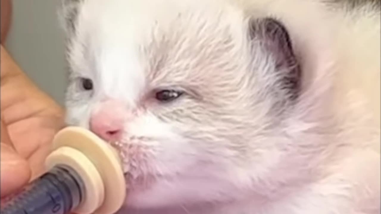 Little cat finding food cyut video