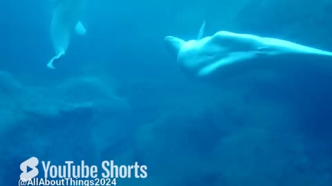 Beluga Whales #georgiaaquarium #ocean #Belugawhale