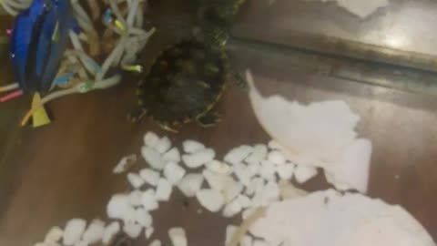 Baby red ear turtle 🐢