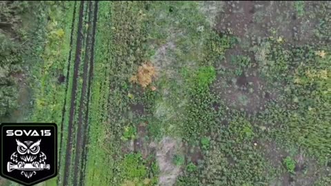 Russian drone operators euthanize stray pigs