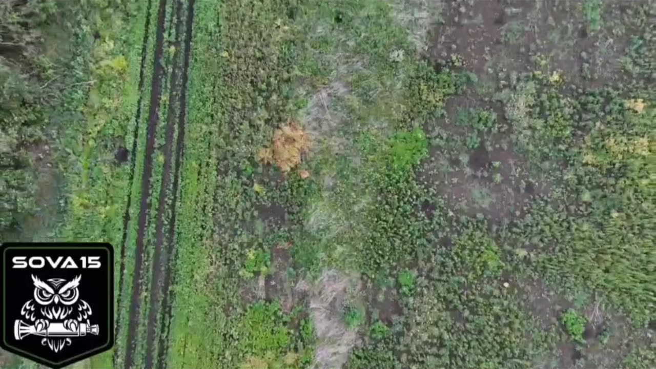 Russian drone operators euthanize stray pigs