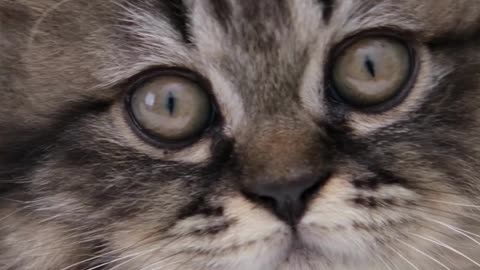 One Look = Instant Joy 😻💕 This Cat Is Happiness on Four Paws!