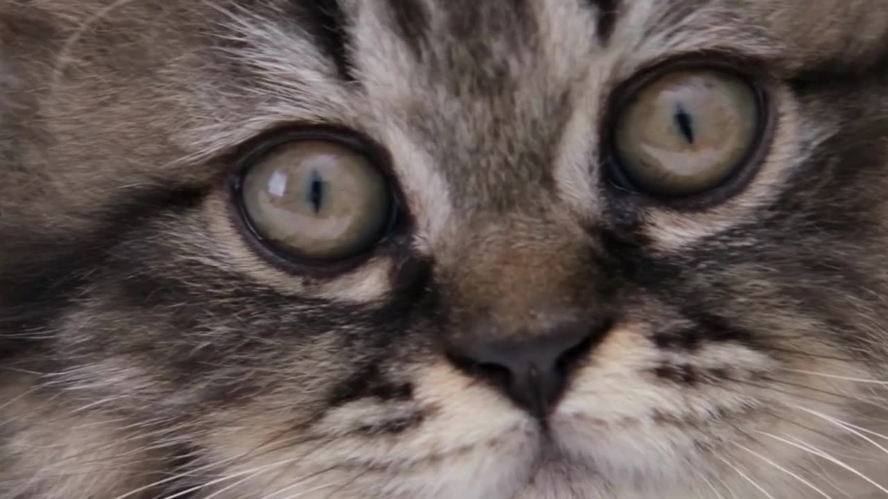 One Look = Instant Joy 😻💕 This Cat Is Happiness on Four Paws!