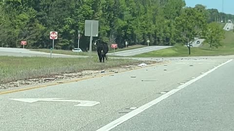 Rogue Cow Jumping Around in the Median