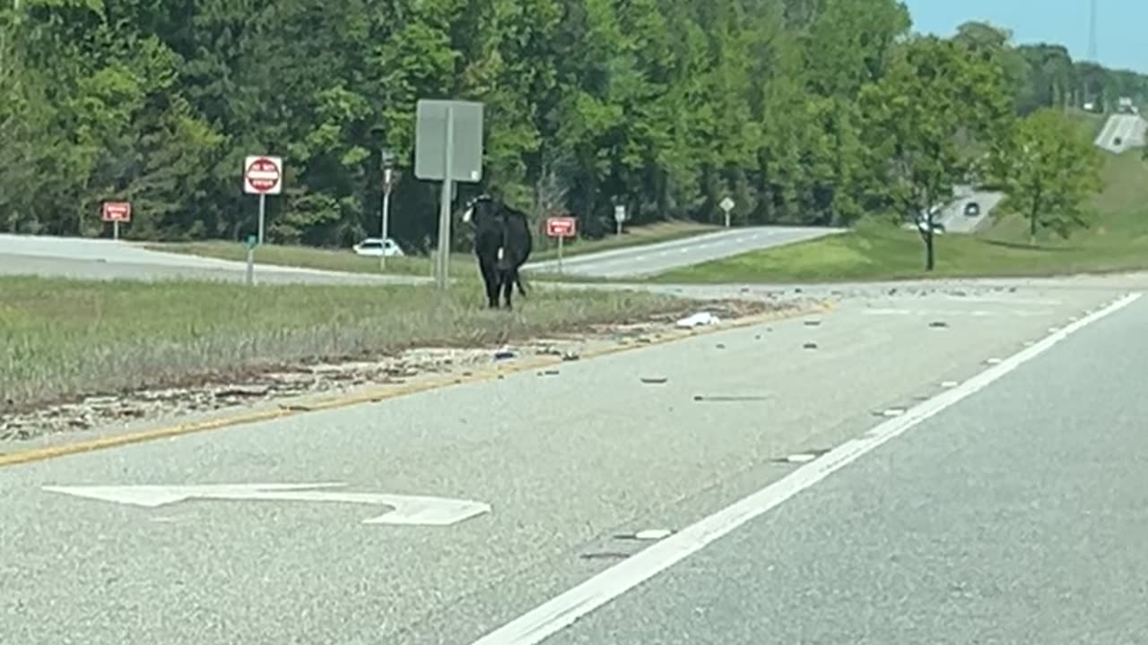 Rogue Cow Jumping Around in the Median