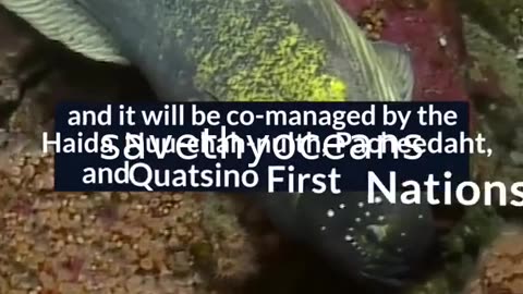 Celebrating Tang. É¢wan Â· á¸¤aÄxÊ·iqak Â· TsigÌ±i Canada's Newest Marine Protected Area