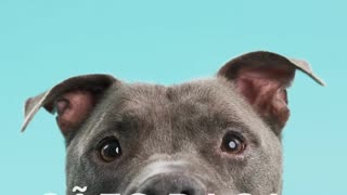 Cães raça perigosa ou potencialmente perigosa