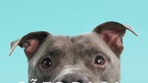 Cães raça perigosa ou potencialmente perigosa